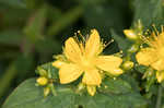 Mountain St. Johnswort